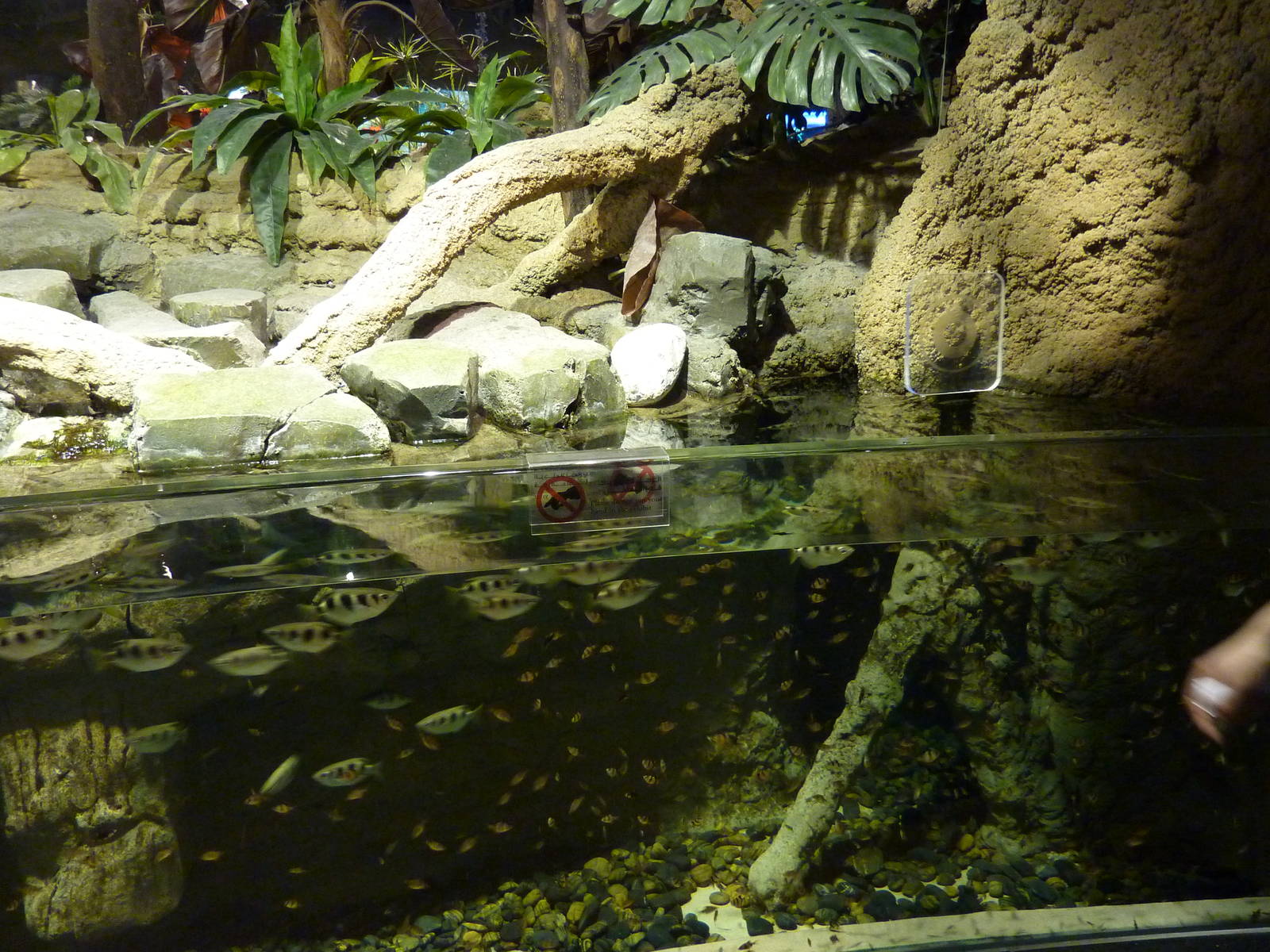 Archerfish & tiger barb