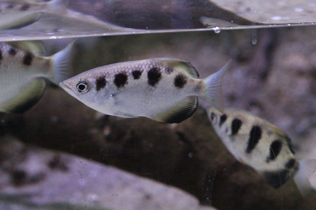 Archerfish