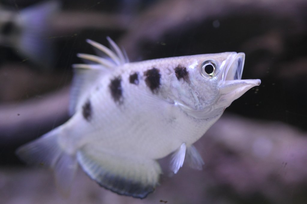 Archerfish