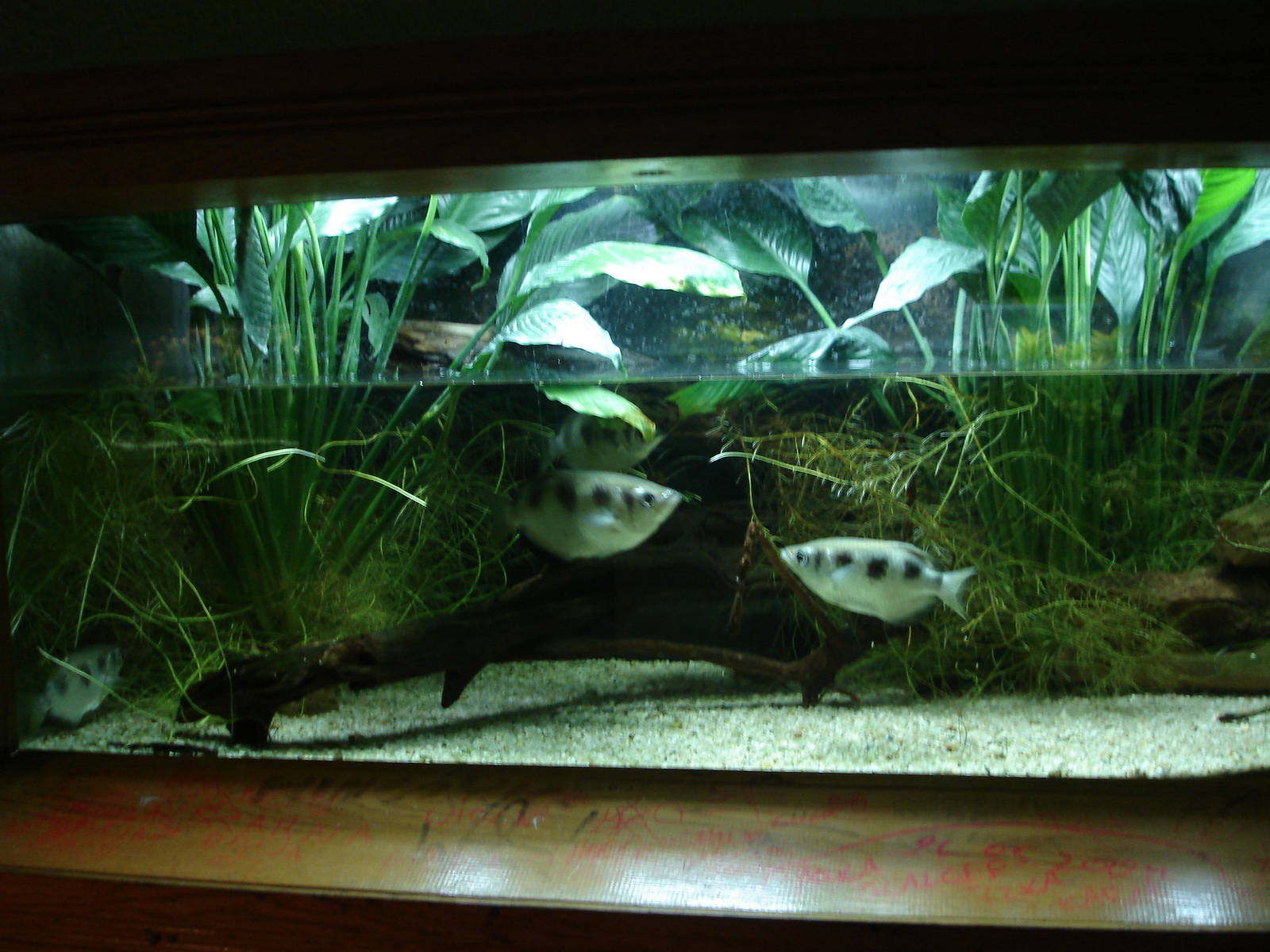 Archerfish