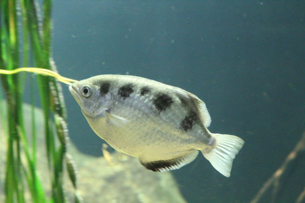 Archerfish