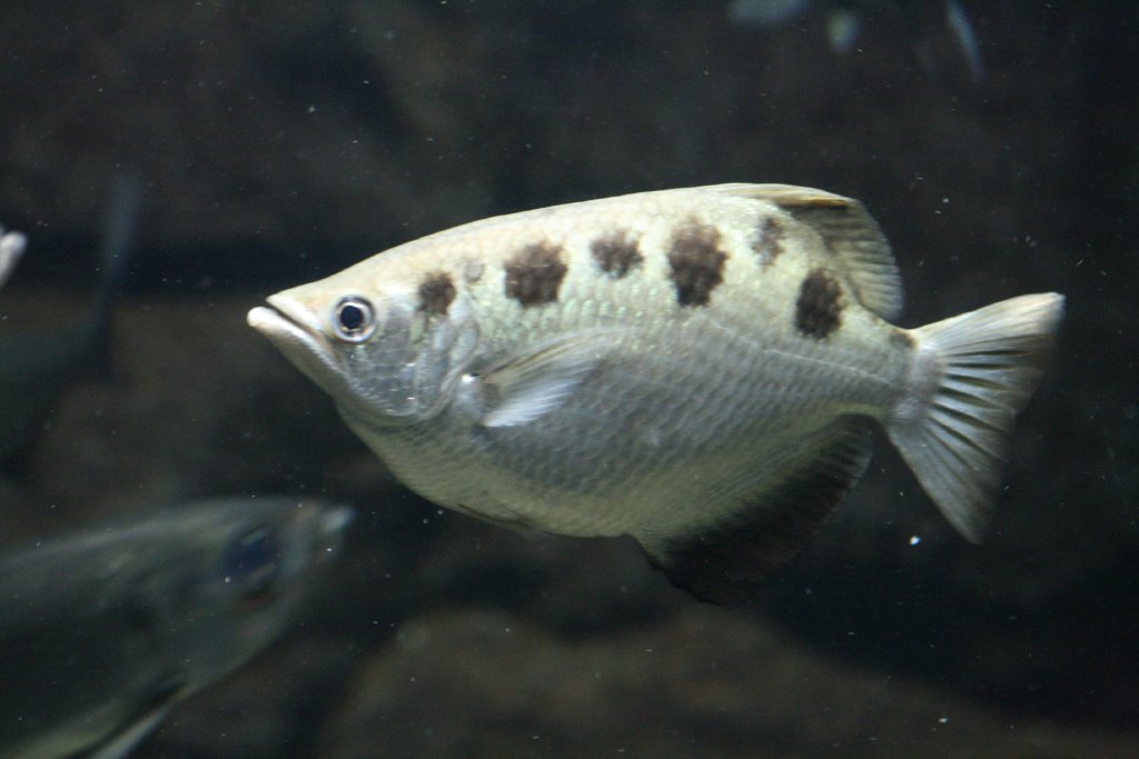 Archerfish
