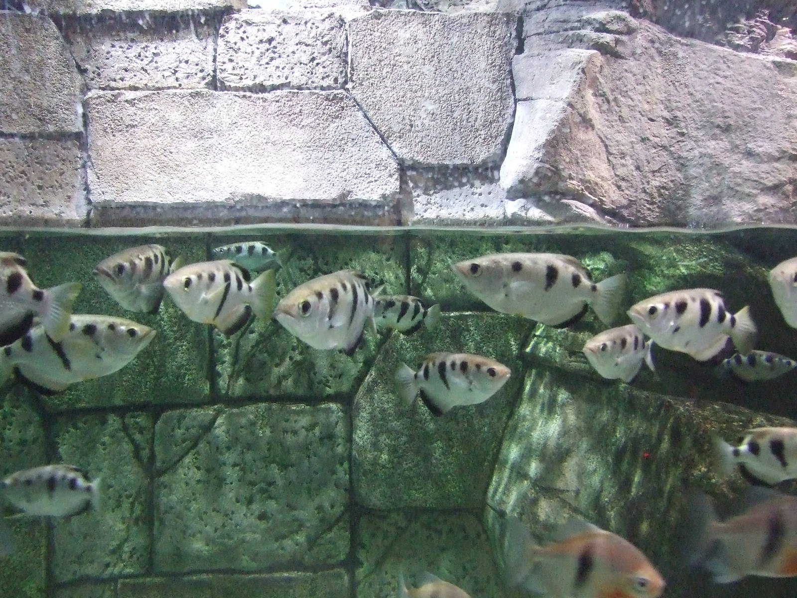 Archerfish