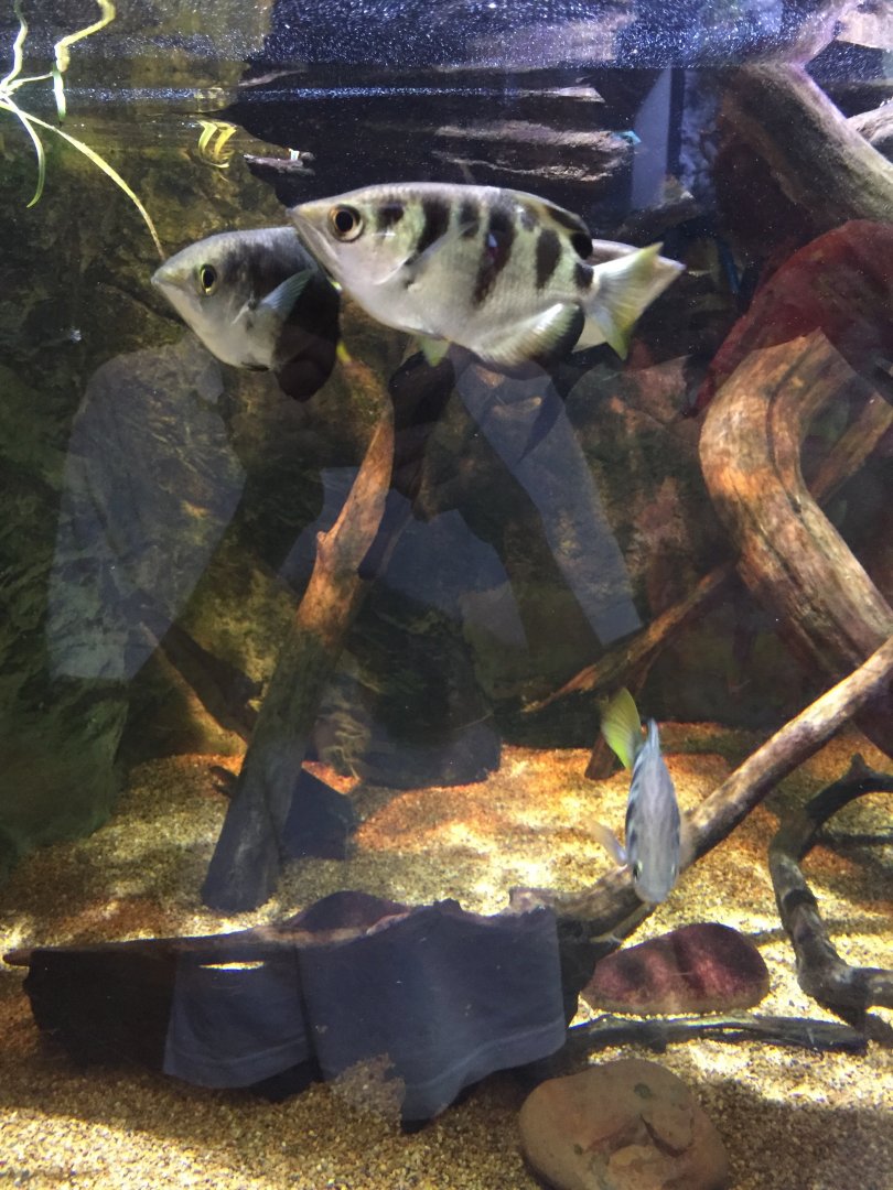 Archerfish