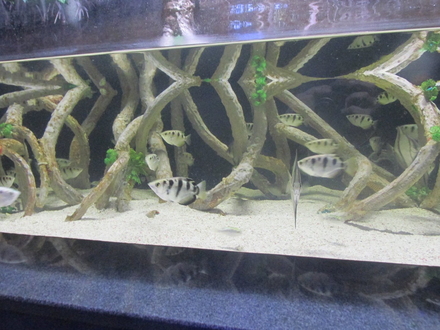 archerfish