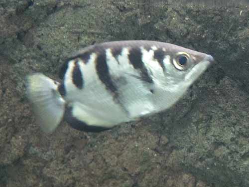 Archerfish