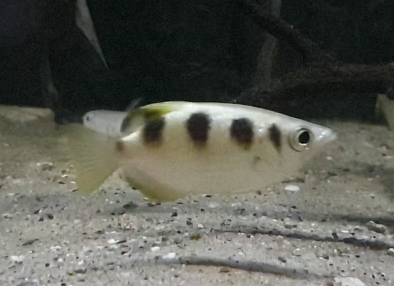 Archerfish
