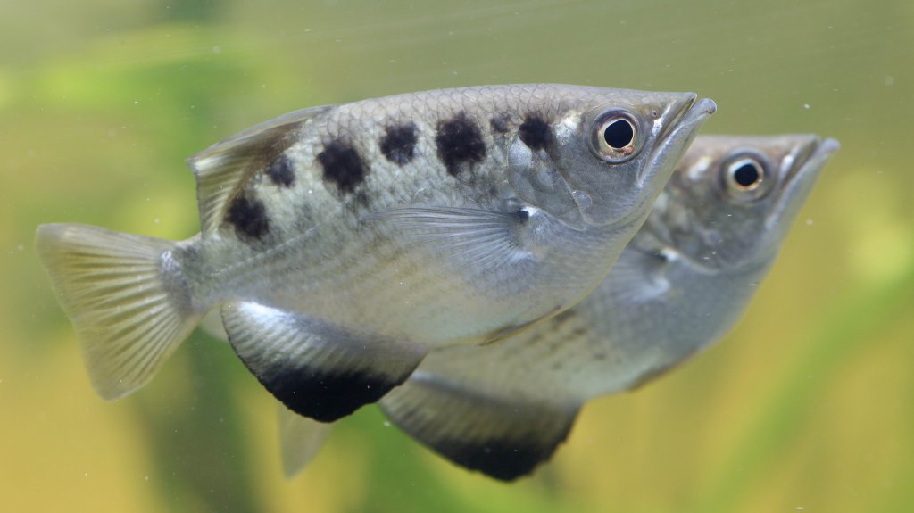 Archerfish
