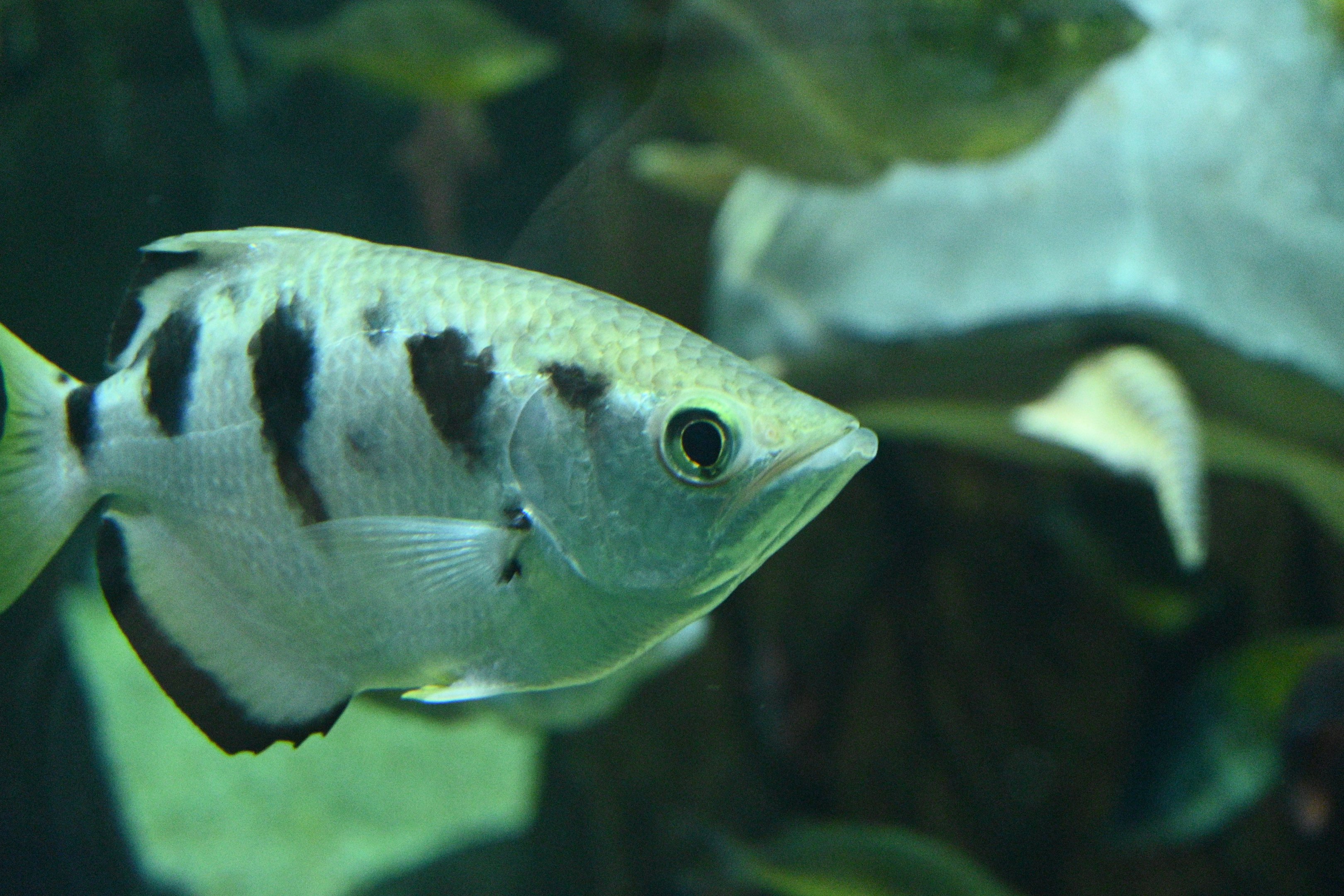 Archerfish