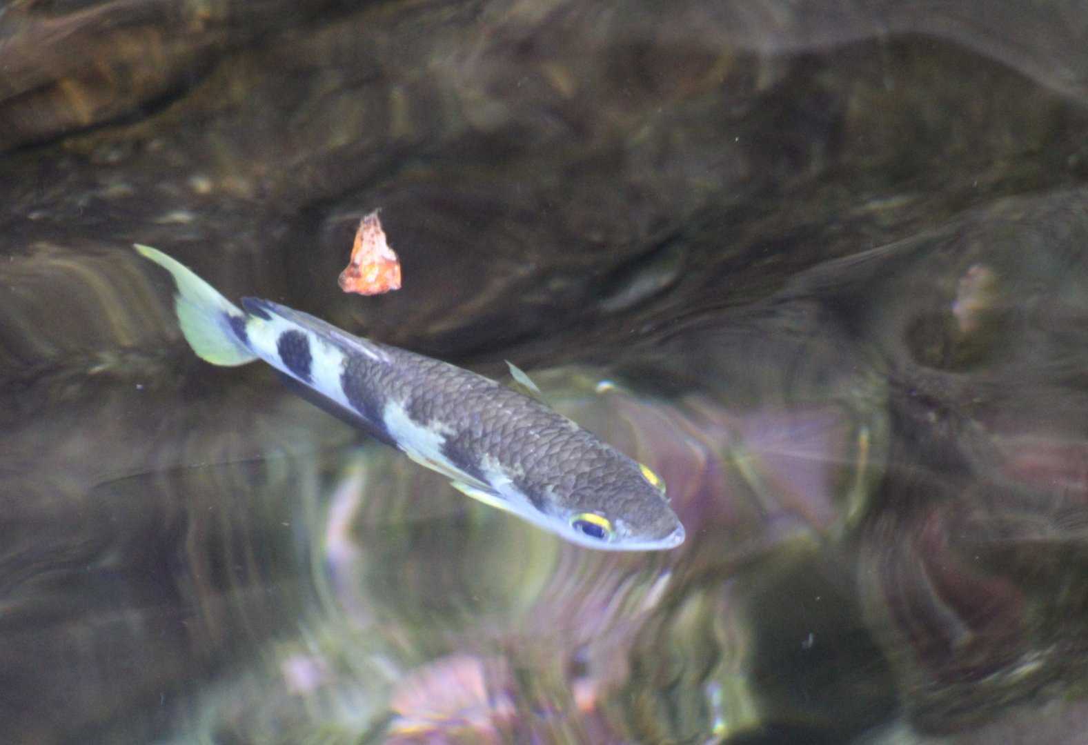 Archerfish