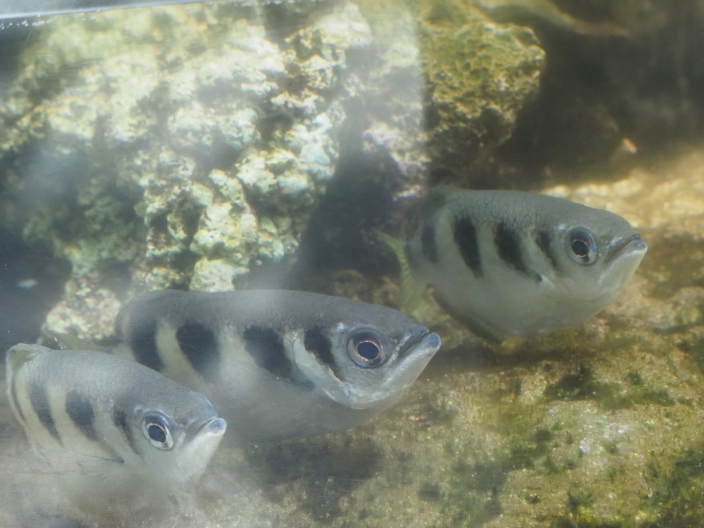 Archerfish