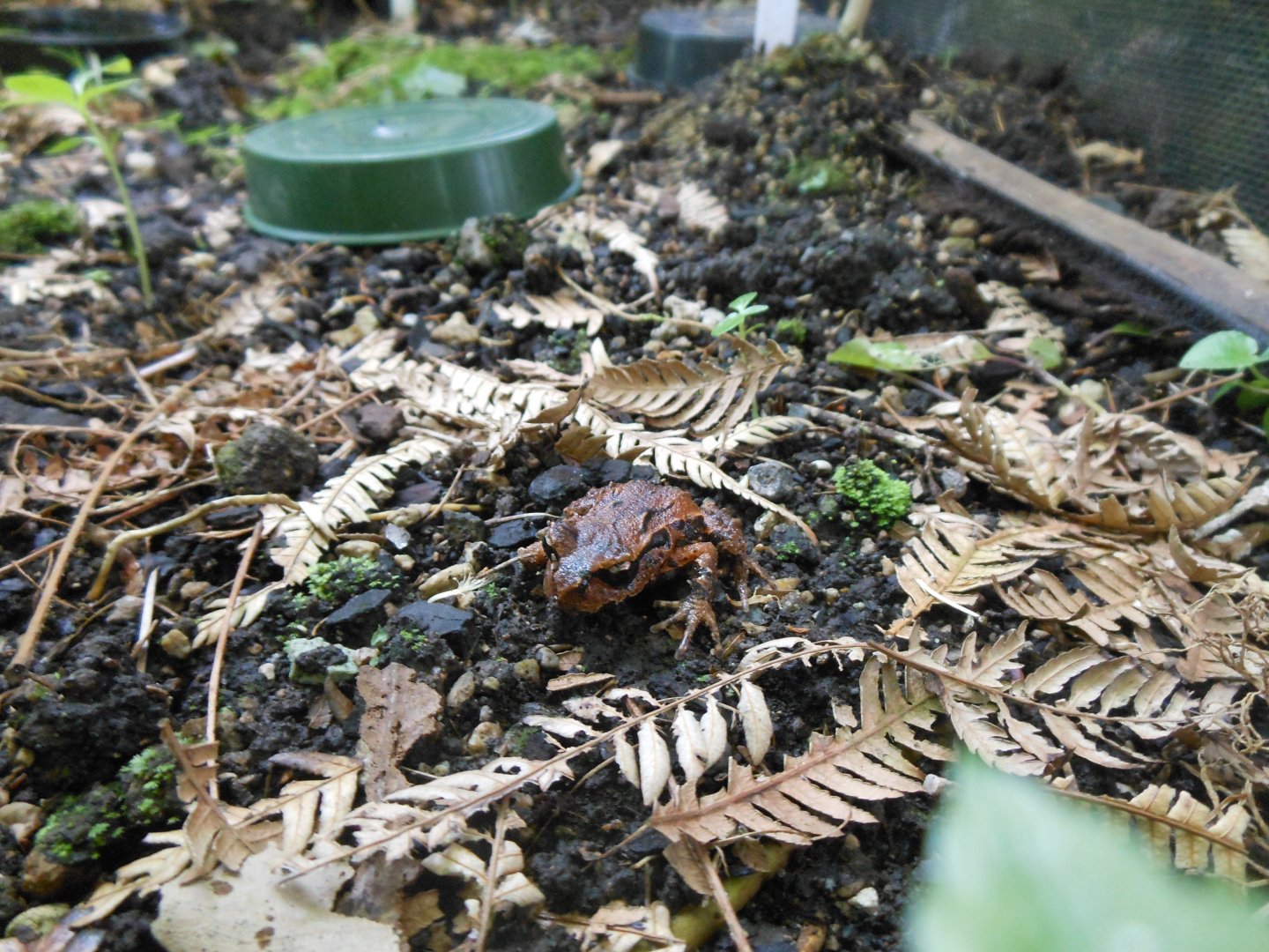 Archey's Frog (Leiopelma archeyi)