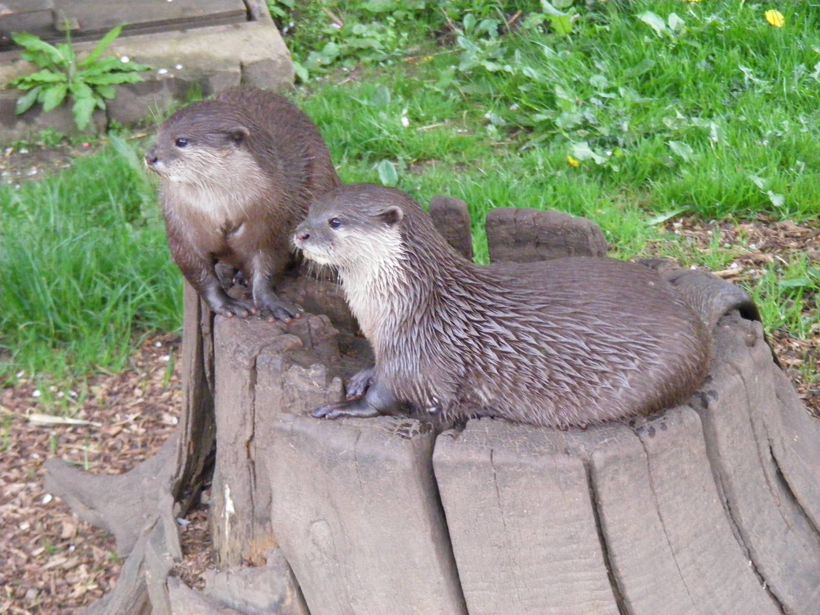 Archie and Ellie the Asian small-clawed otters at Cotswold Wildlife Park, 3