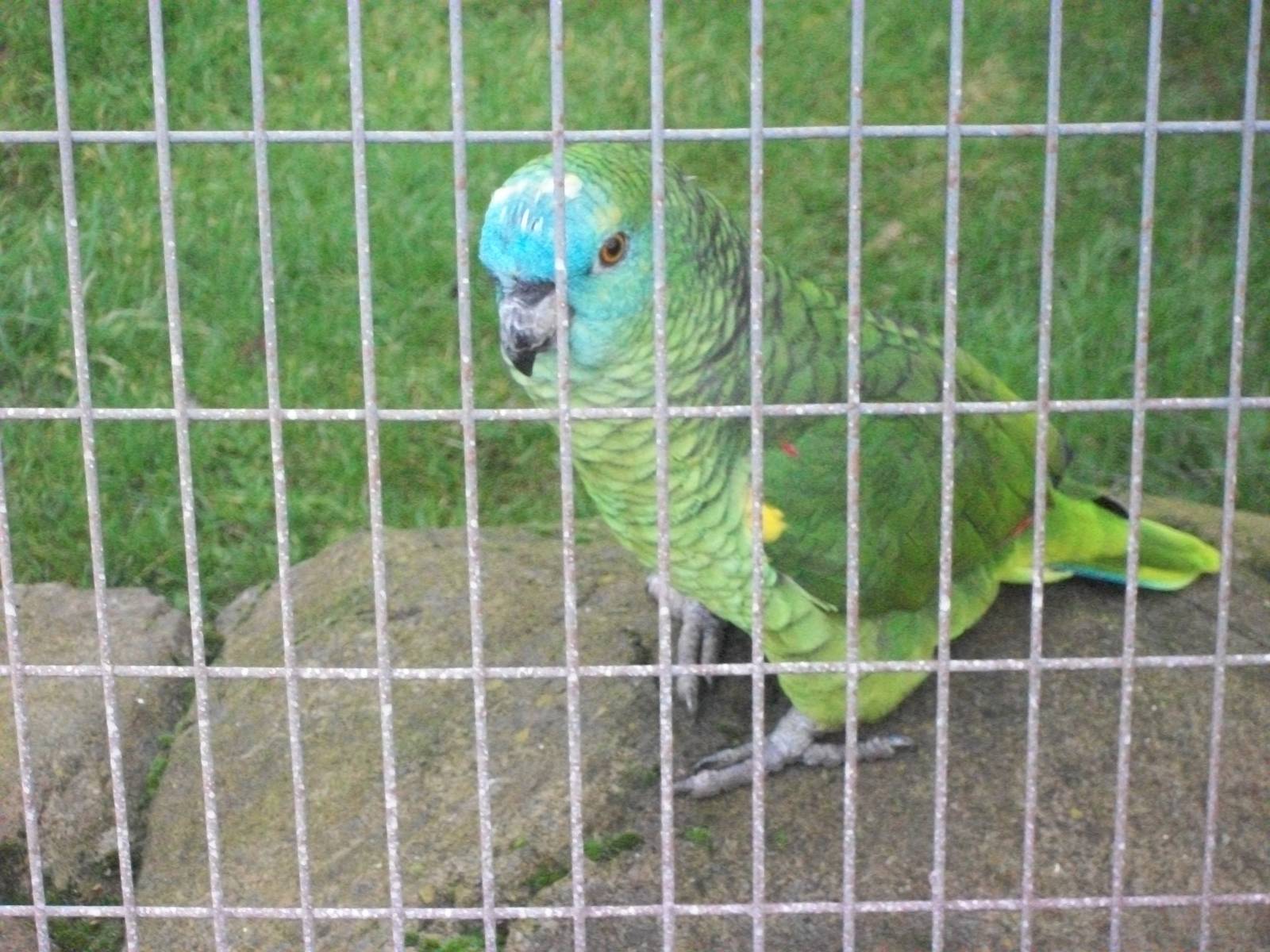 Archie, Blue-fronted Amazon 4th January 2013