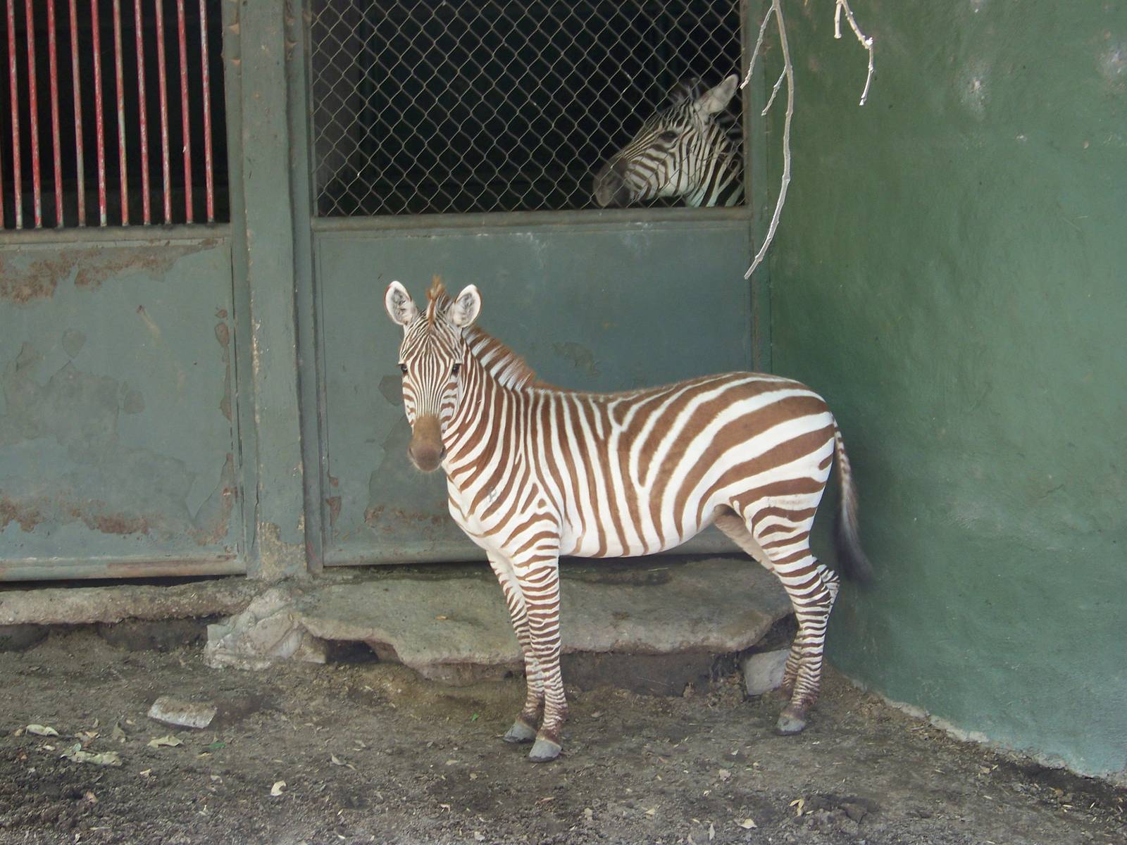 Archie the red striped zebra