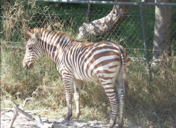 Archie the Red Zebra