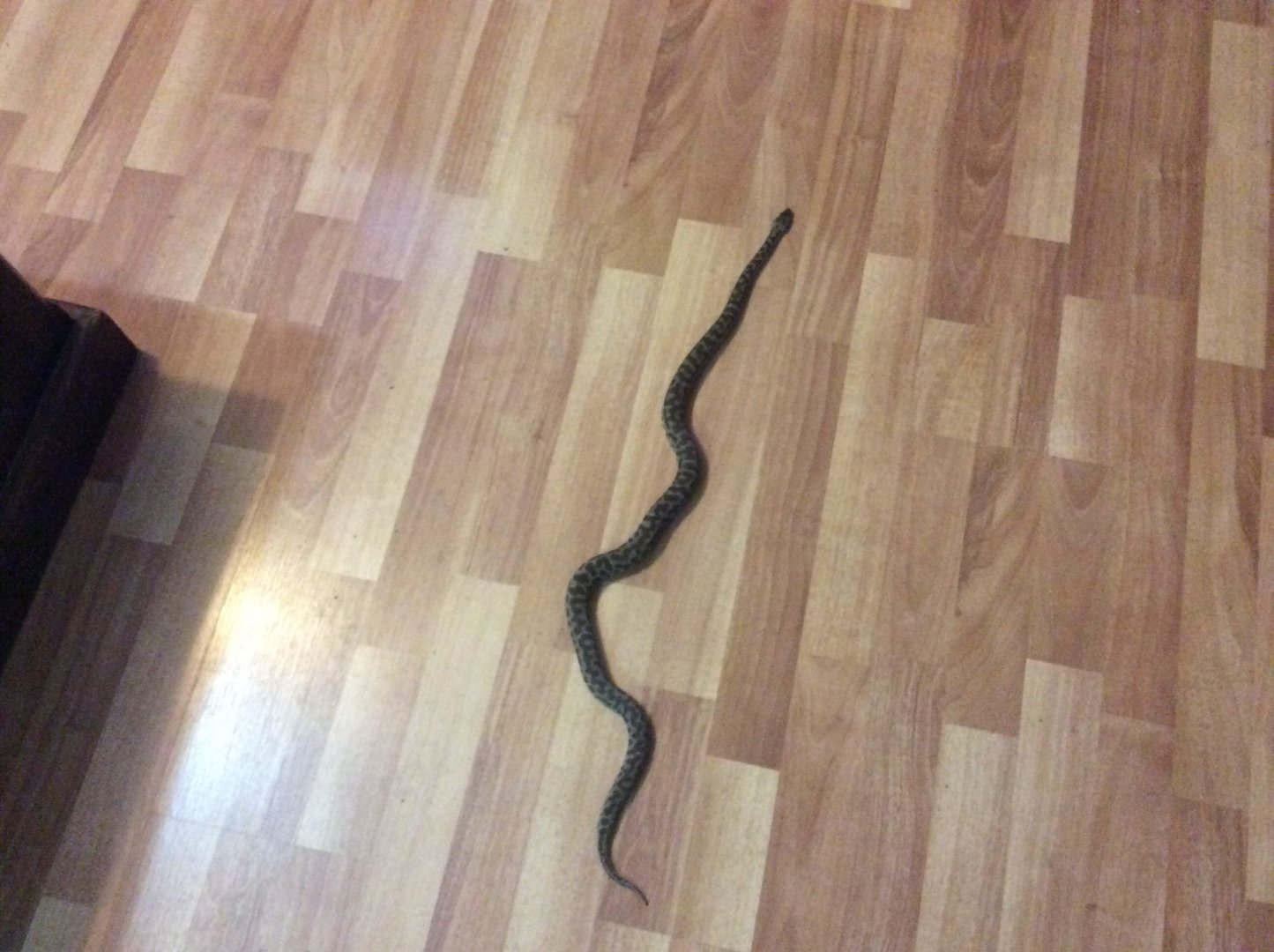 Archie the stimpsons python