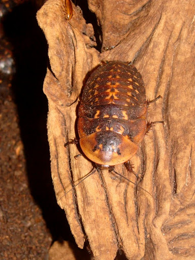 Archimandrita tesselata