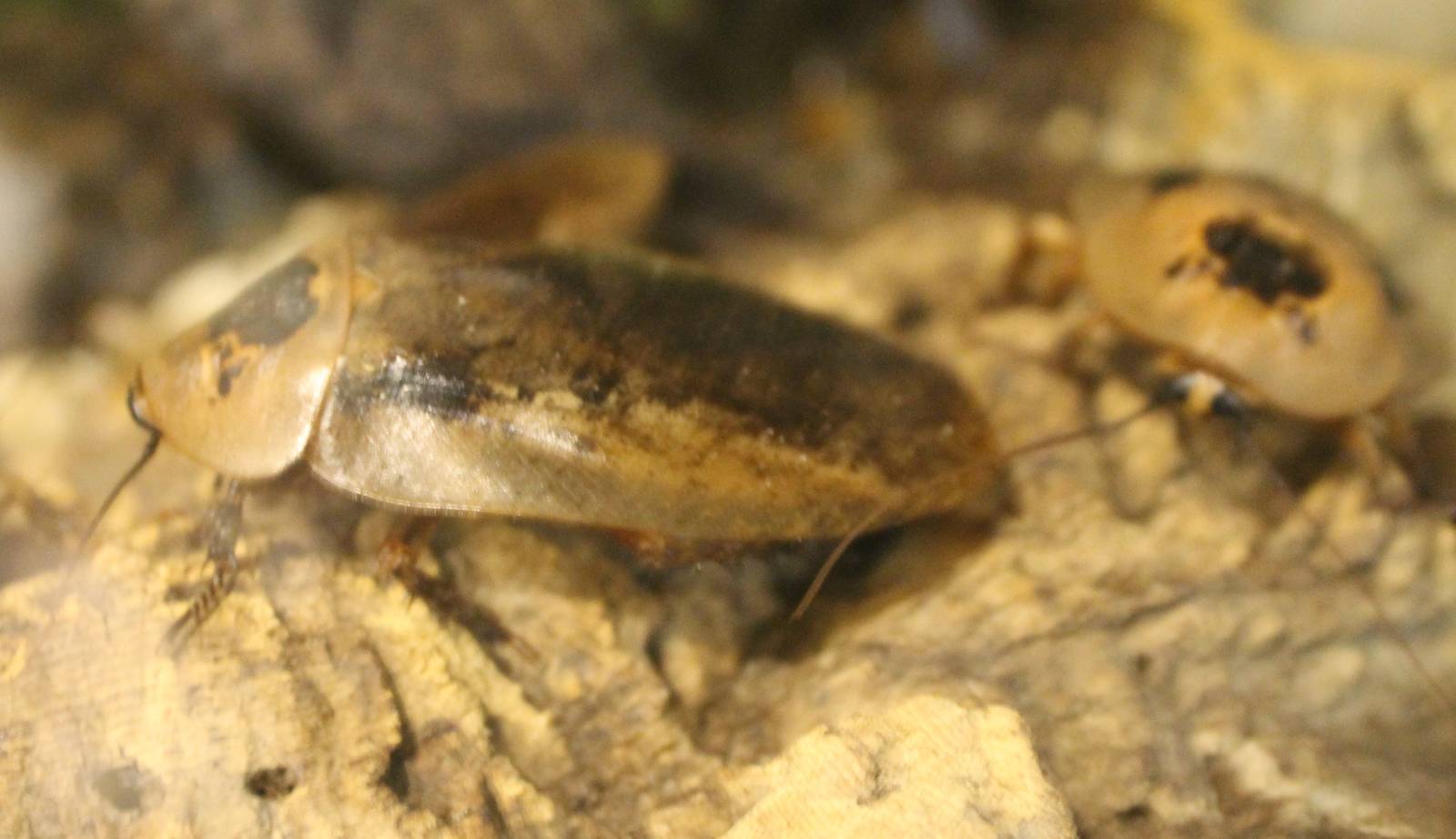 Archimandrita tesselata