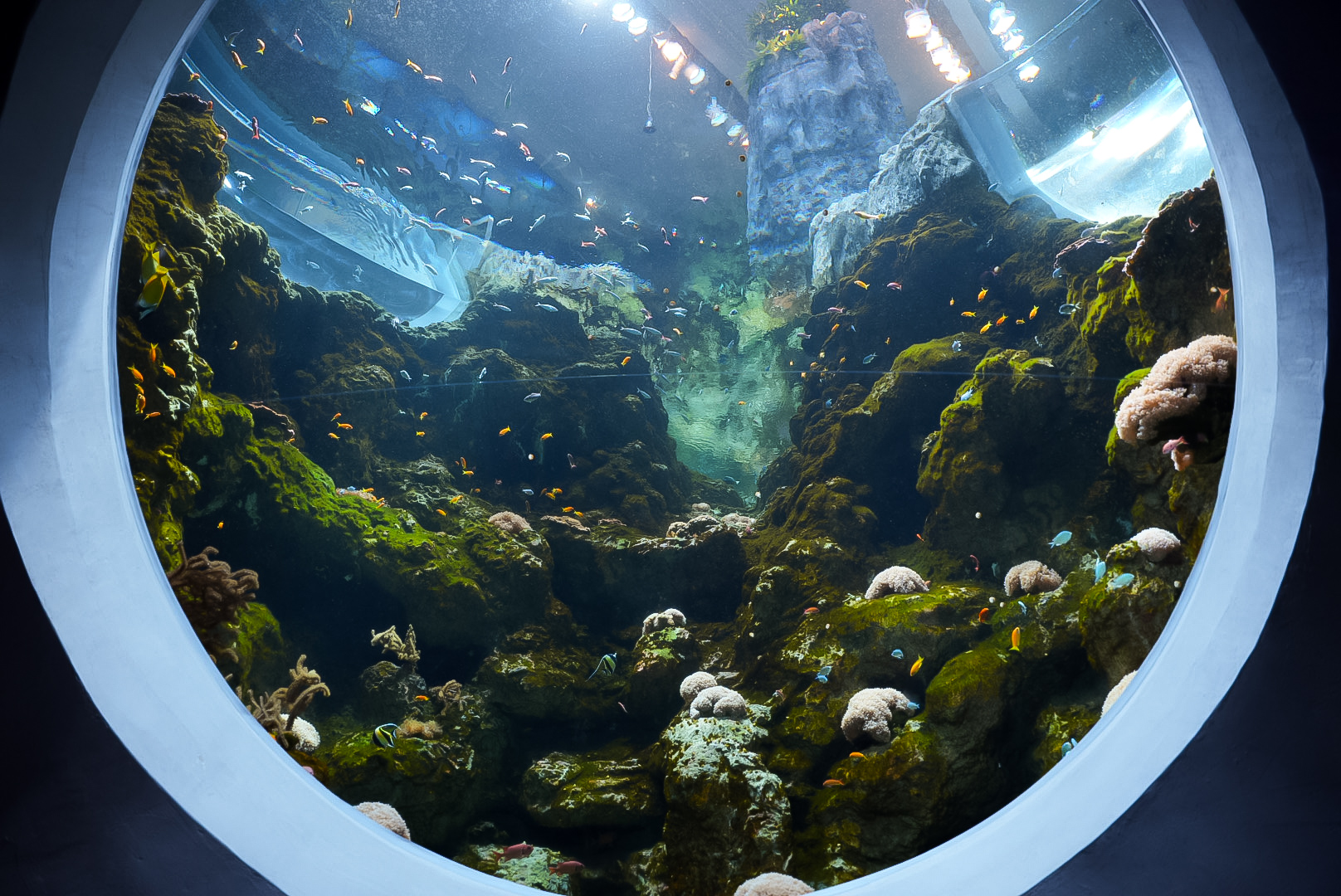 Archipelago 'Inshore Reef' Bottom Viewing