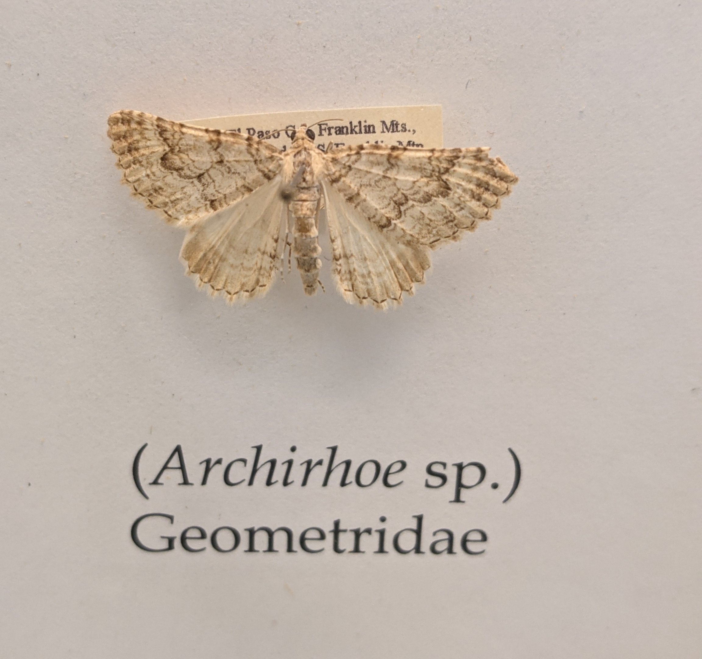 Archirhoe sp. collected in the nearby Franklin Mountains