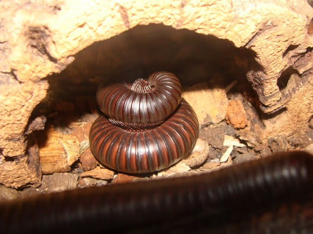 Archispirostreptus gigas