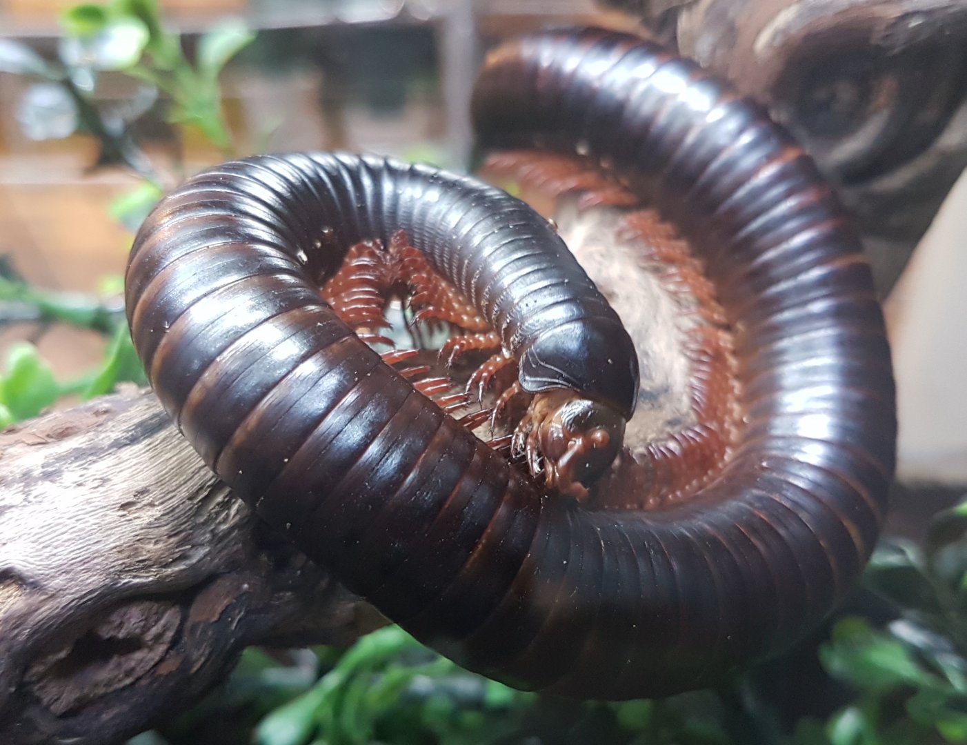 Archispirostreptus gigas