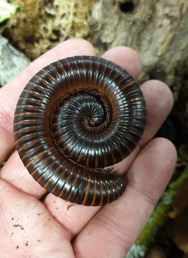 Archispirostreptus gigas