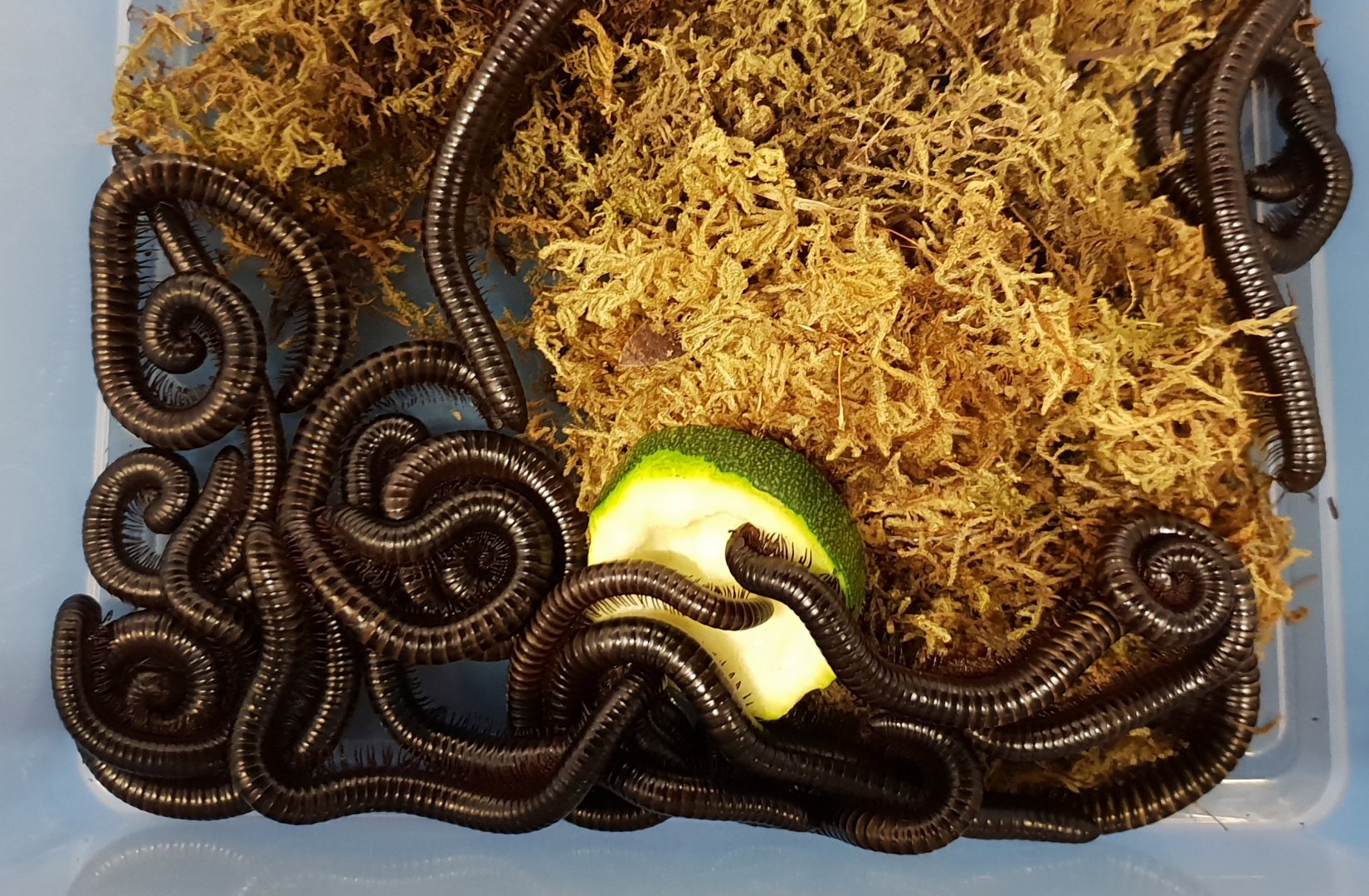 Archispirostrepus syriacus