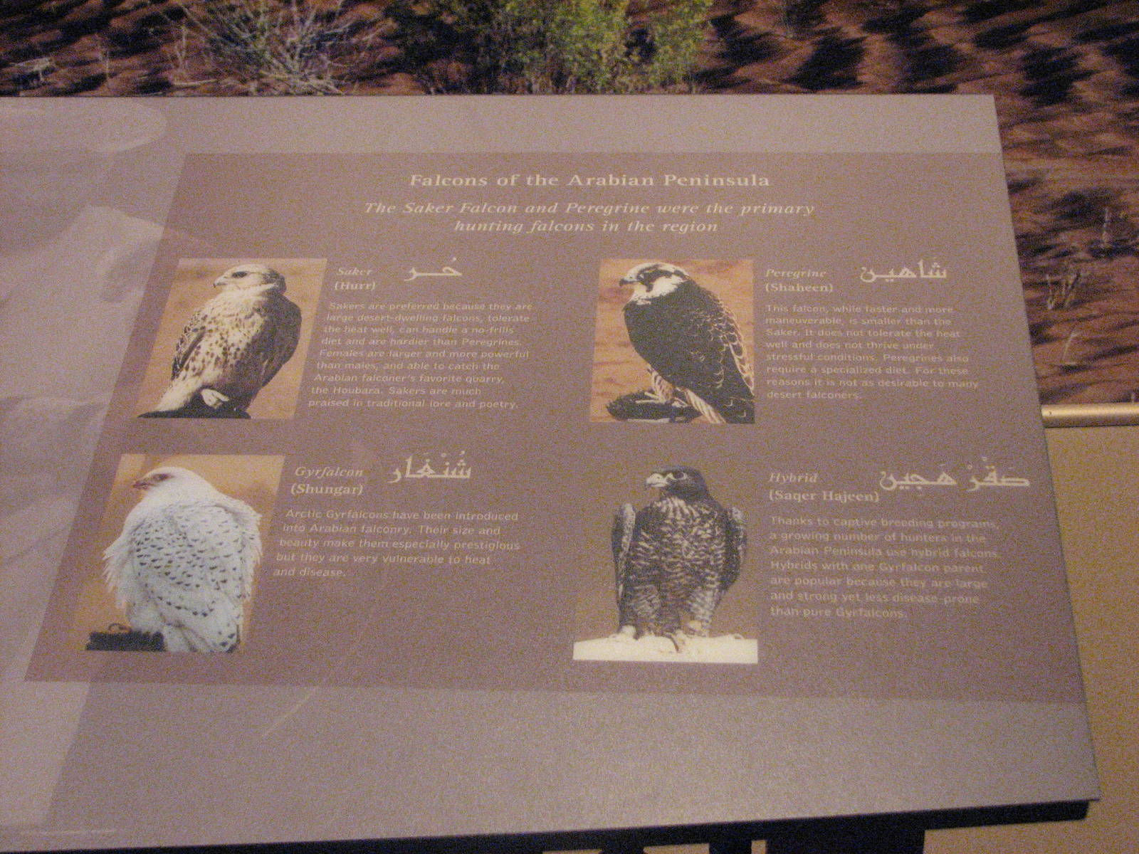 Archives of Falconry - Falconry in Arabia