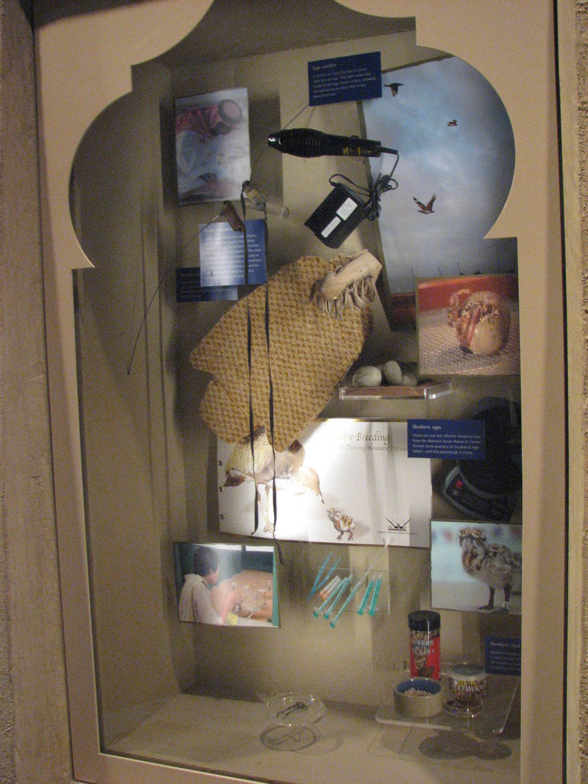 Archives of Falconry - Houbara Bustard Display