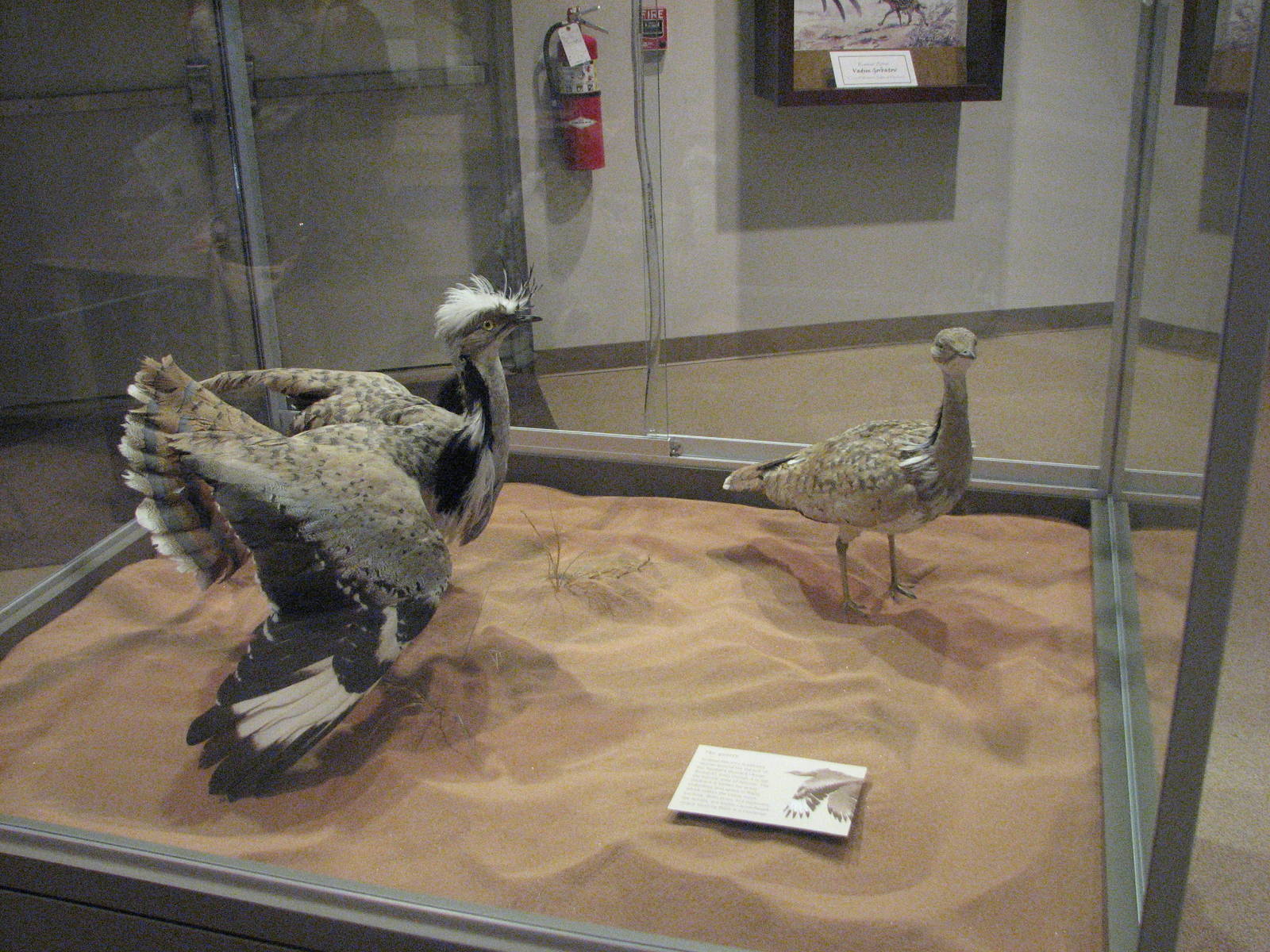 Archives of Falconry - Houbara Bustard