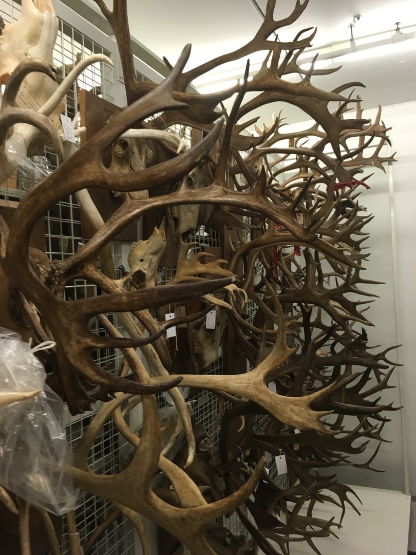 Archives of The Finnish Museum of Natural History, antlers