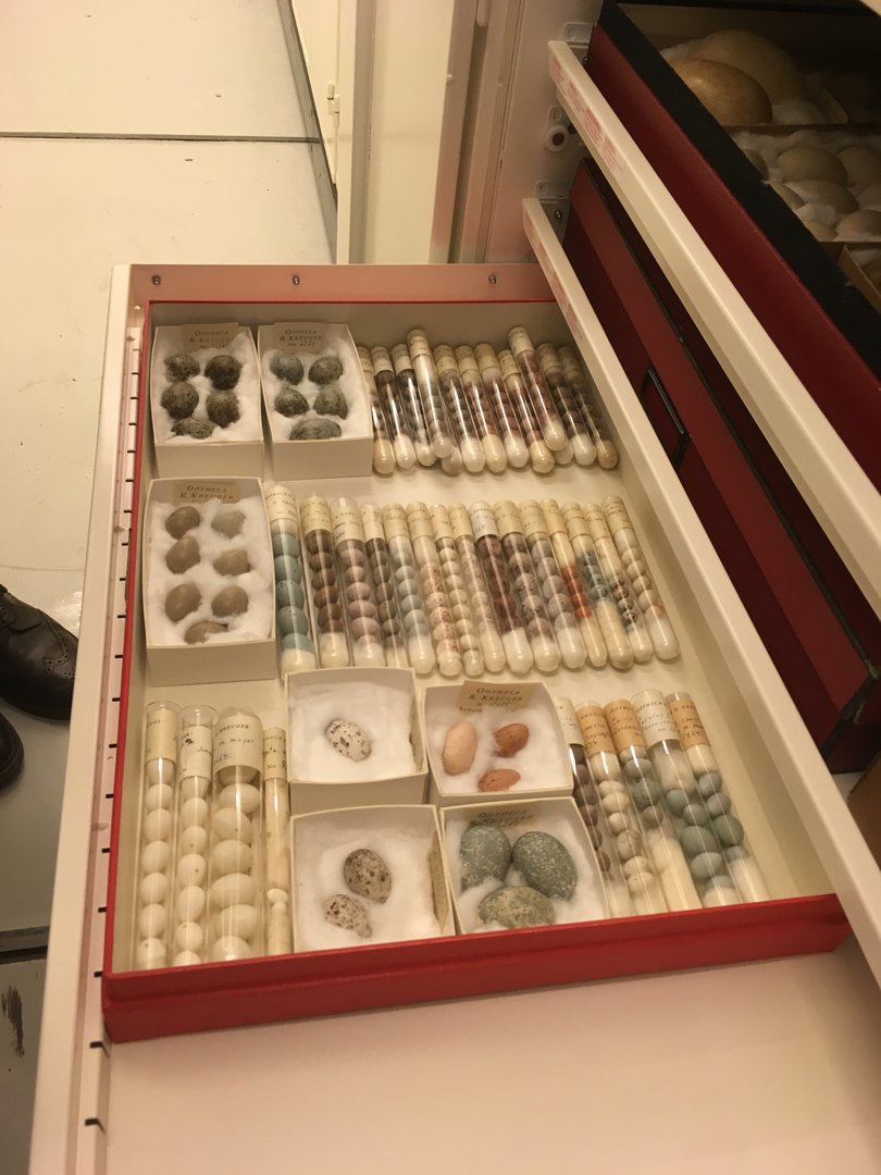 Archives of The Finnish Museum of Natural History, eggs