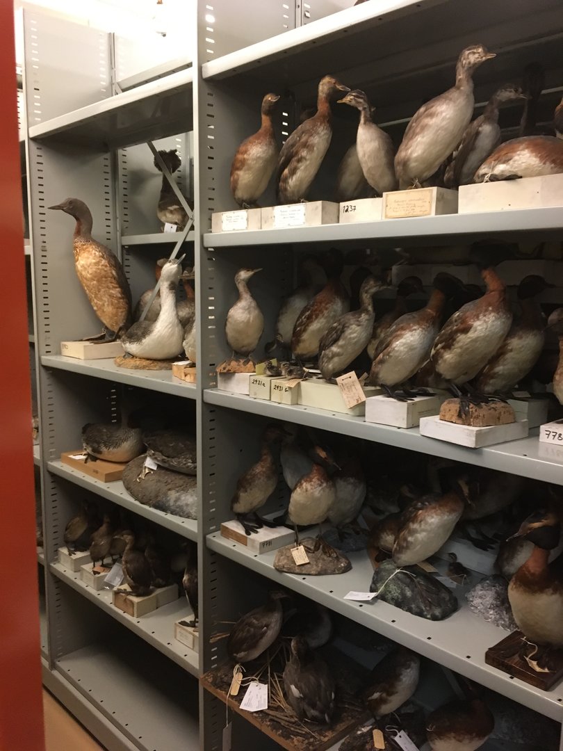 Archives of The Finnish Museum of Natural History, stuffed birds