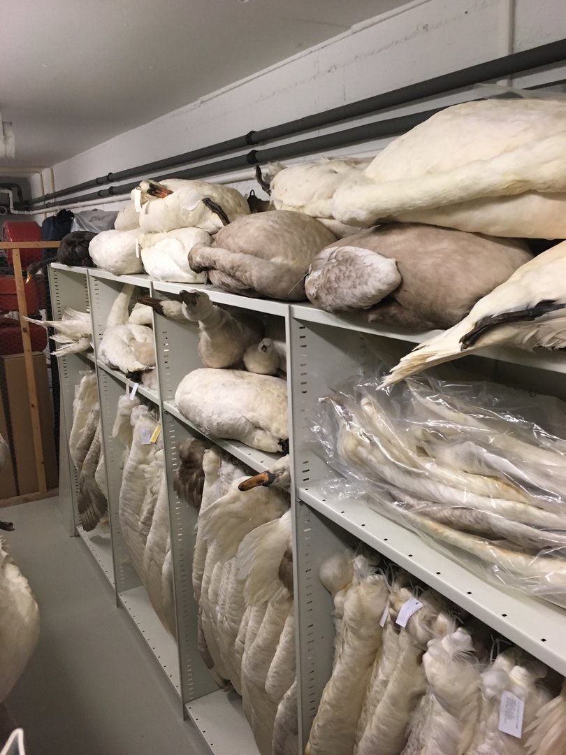 Archives of The Finnish Museum of Natural History, swans