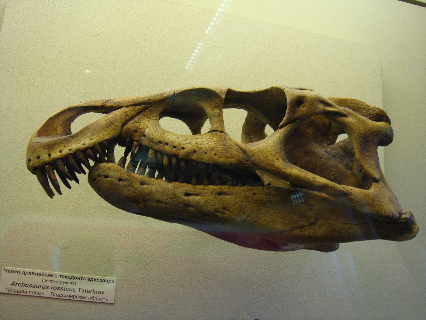 Archosaurus rossicus skull (model)