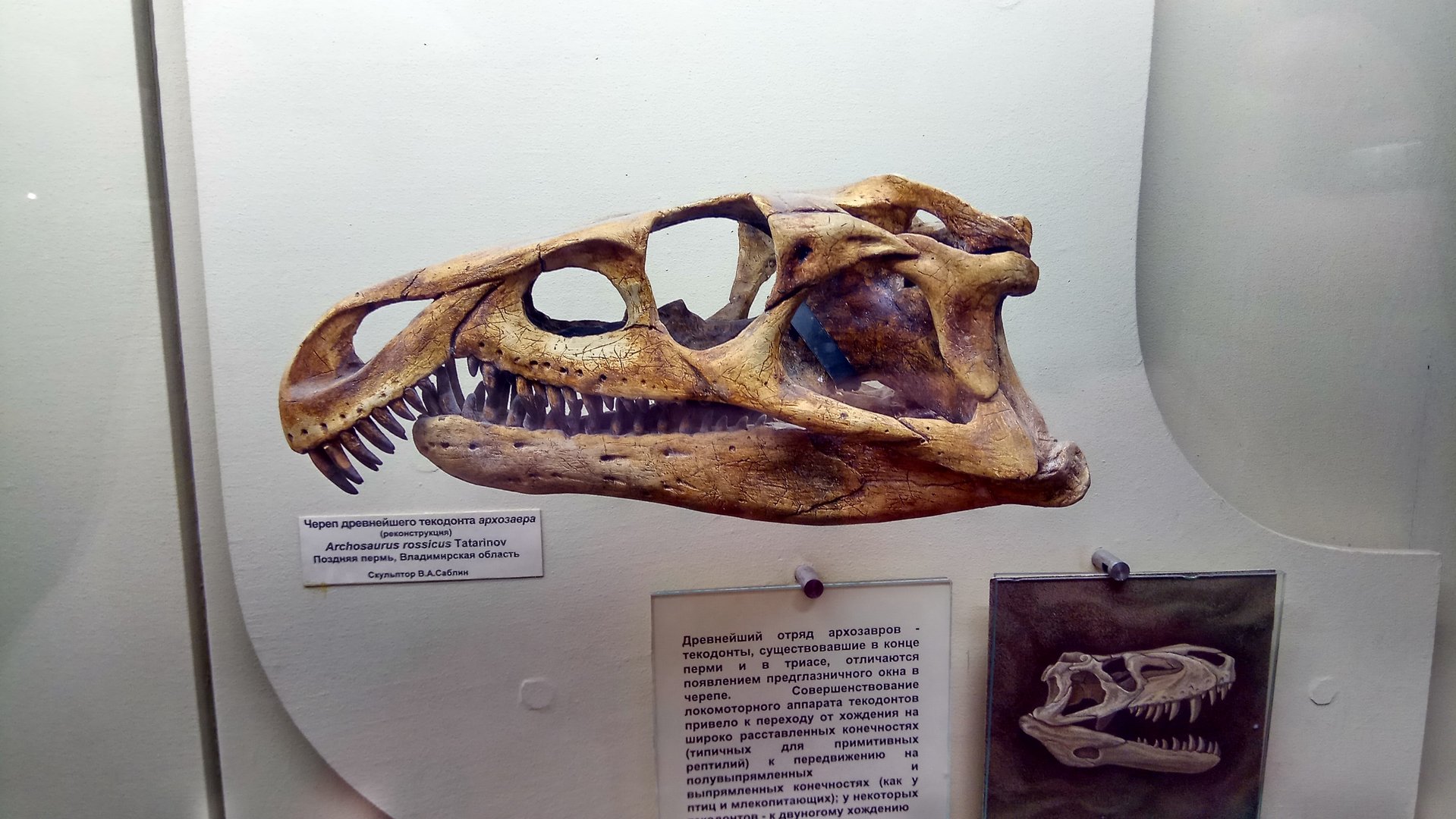 Archosaurus rossicus skull (model)