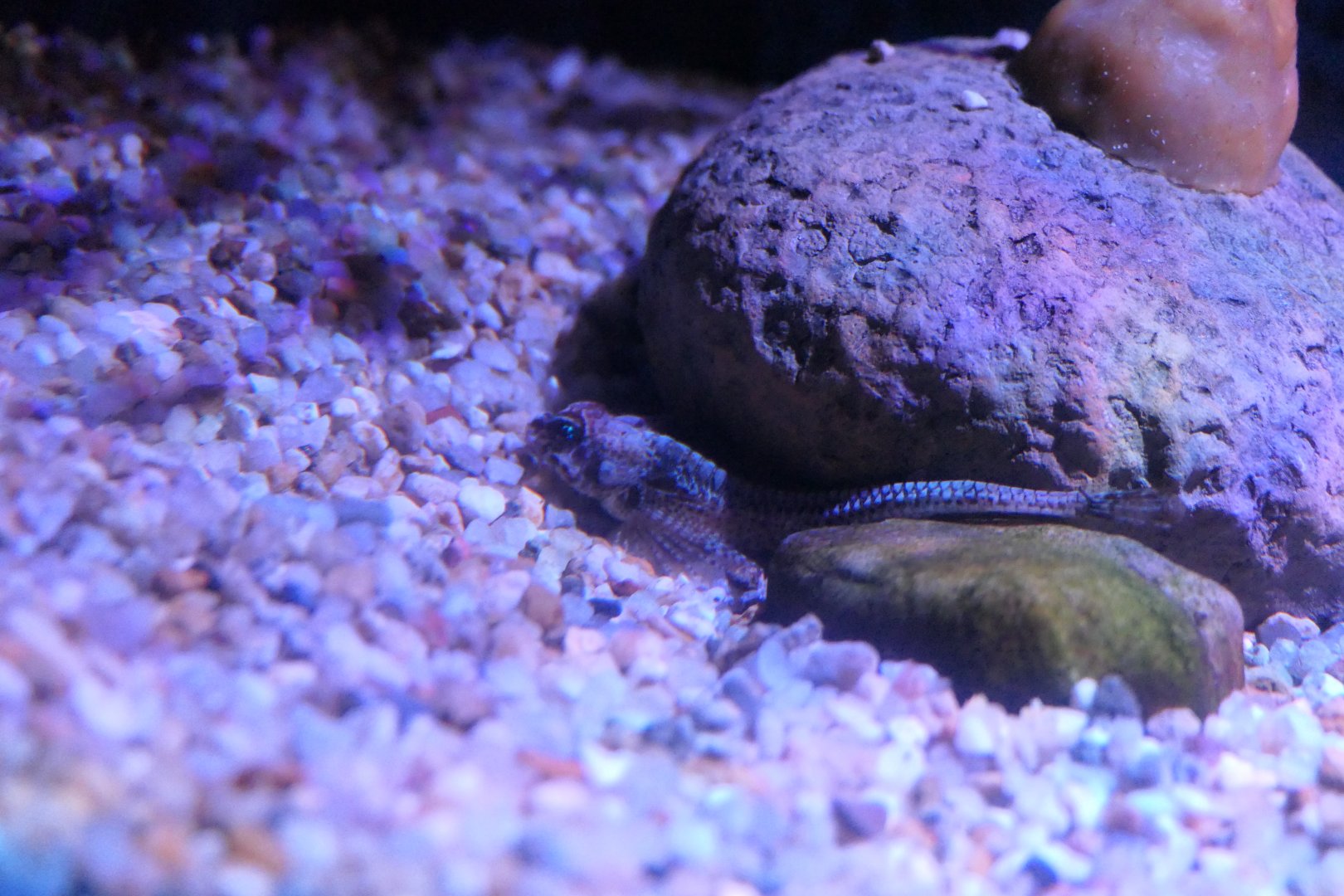 Arctic Alligatorfish (Aspidophoroides olrikii)