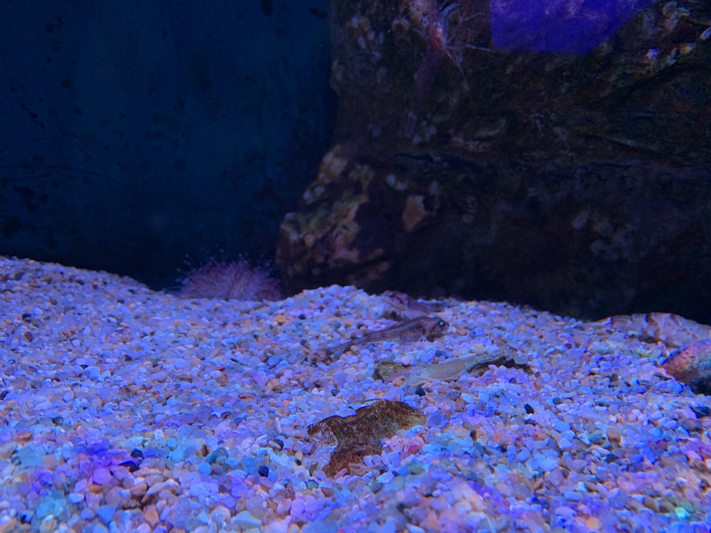 Arctic Alligatorfish