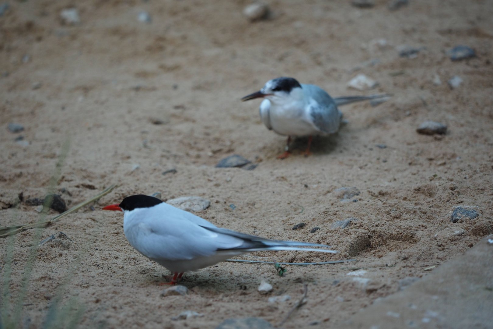 Arctic and Foster’s/common tern hybrid