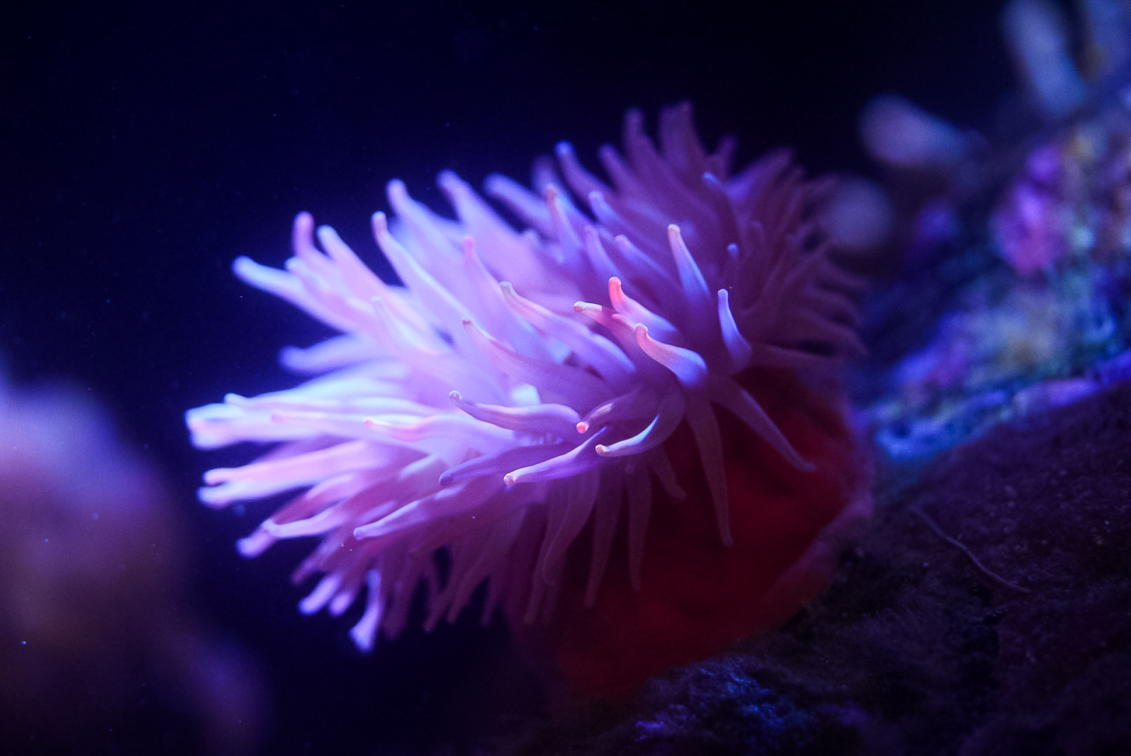 Arctic Anemone
