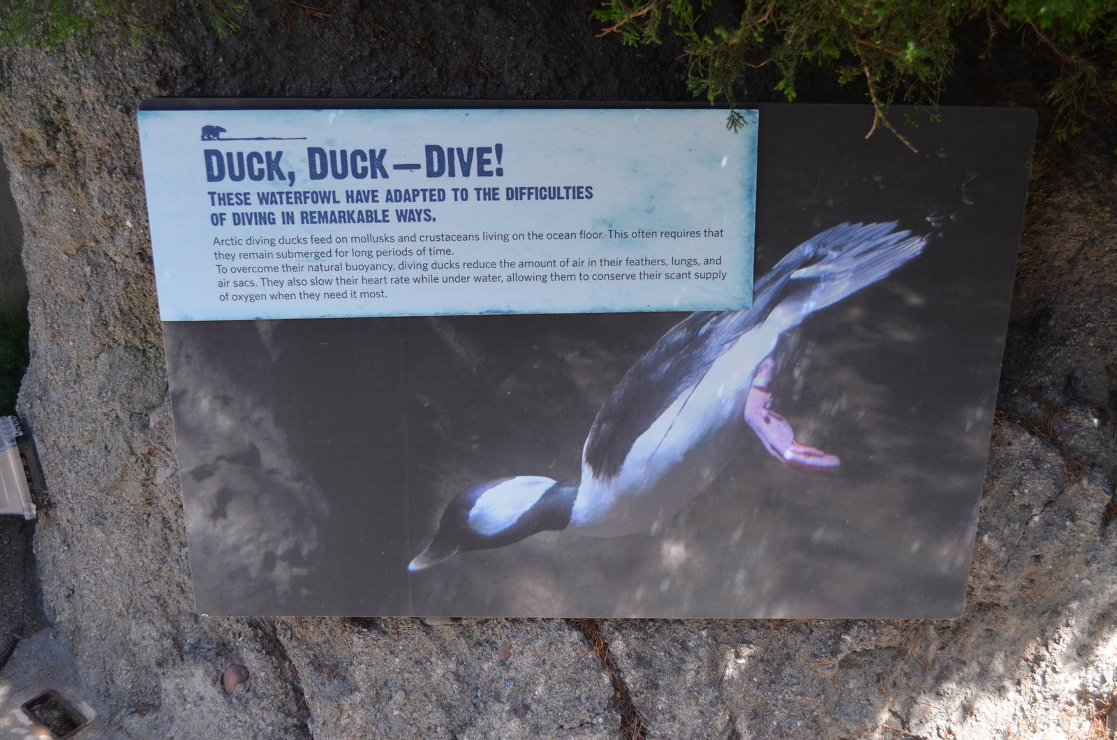 Arctic Aviary Diving Duck Signage - Northern Frontier