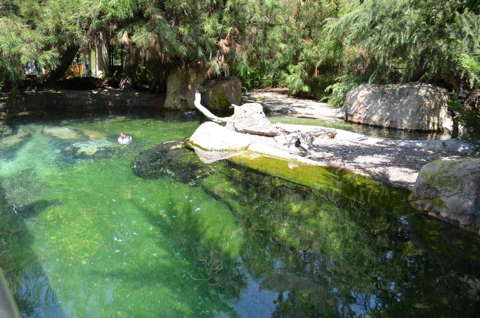 Arctic Aviary Pond - Northern Frontier