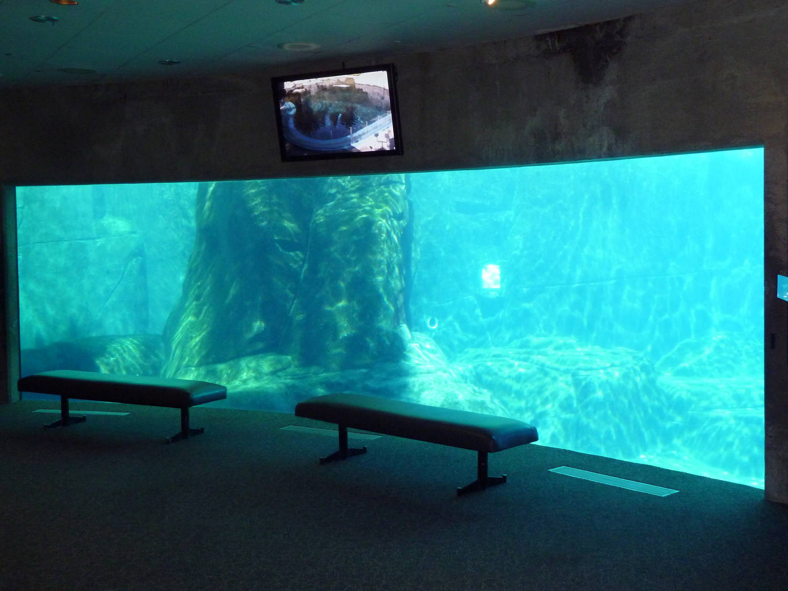 Arctic Canada - Beluga Whale Exhibit Viewing Window #1