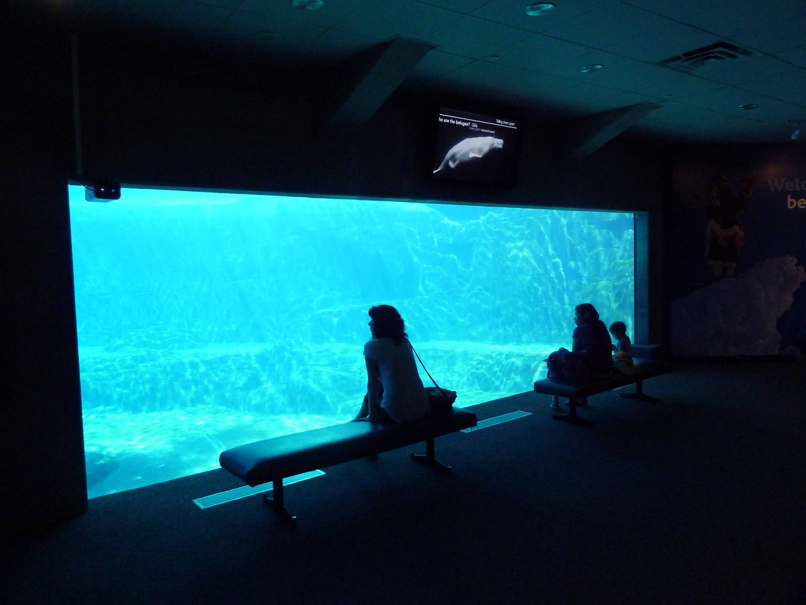 Arctic Canada - Beluga Whale Exhibit Viewing Window #2