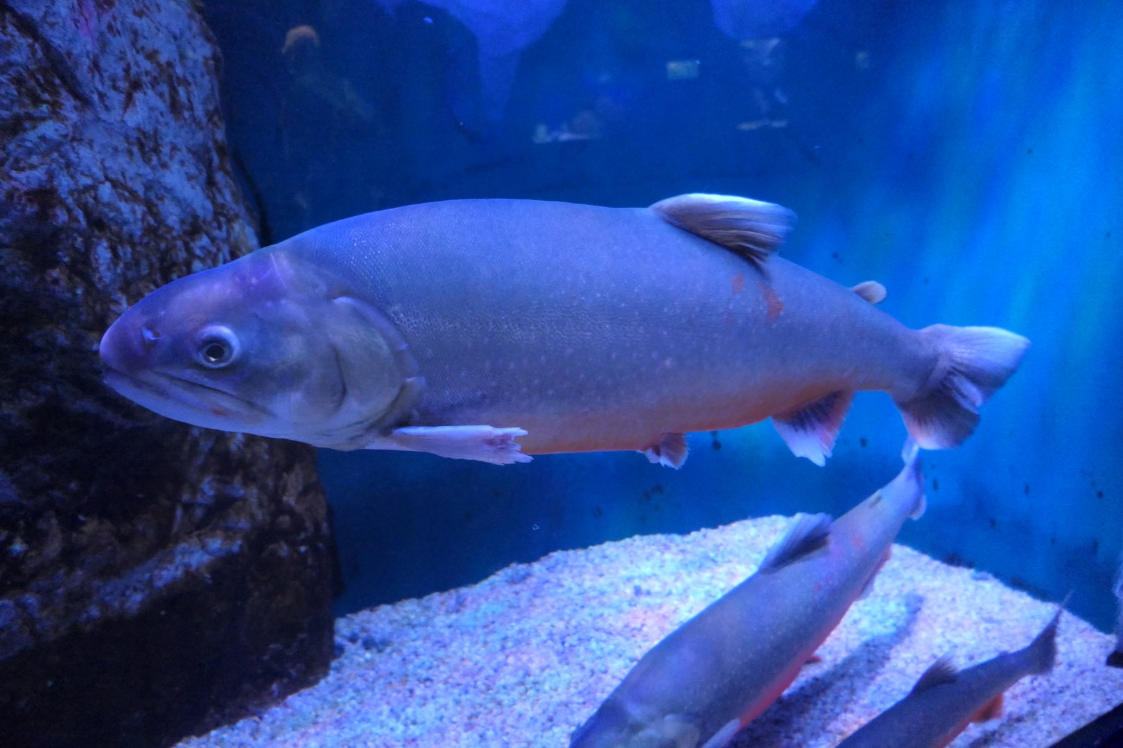 Arctic Char (Salvelinus alpinus)