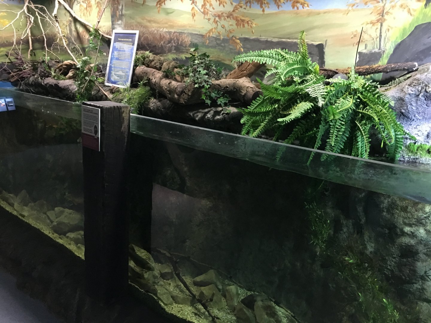 Arctic charr exhibit 030817