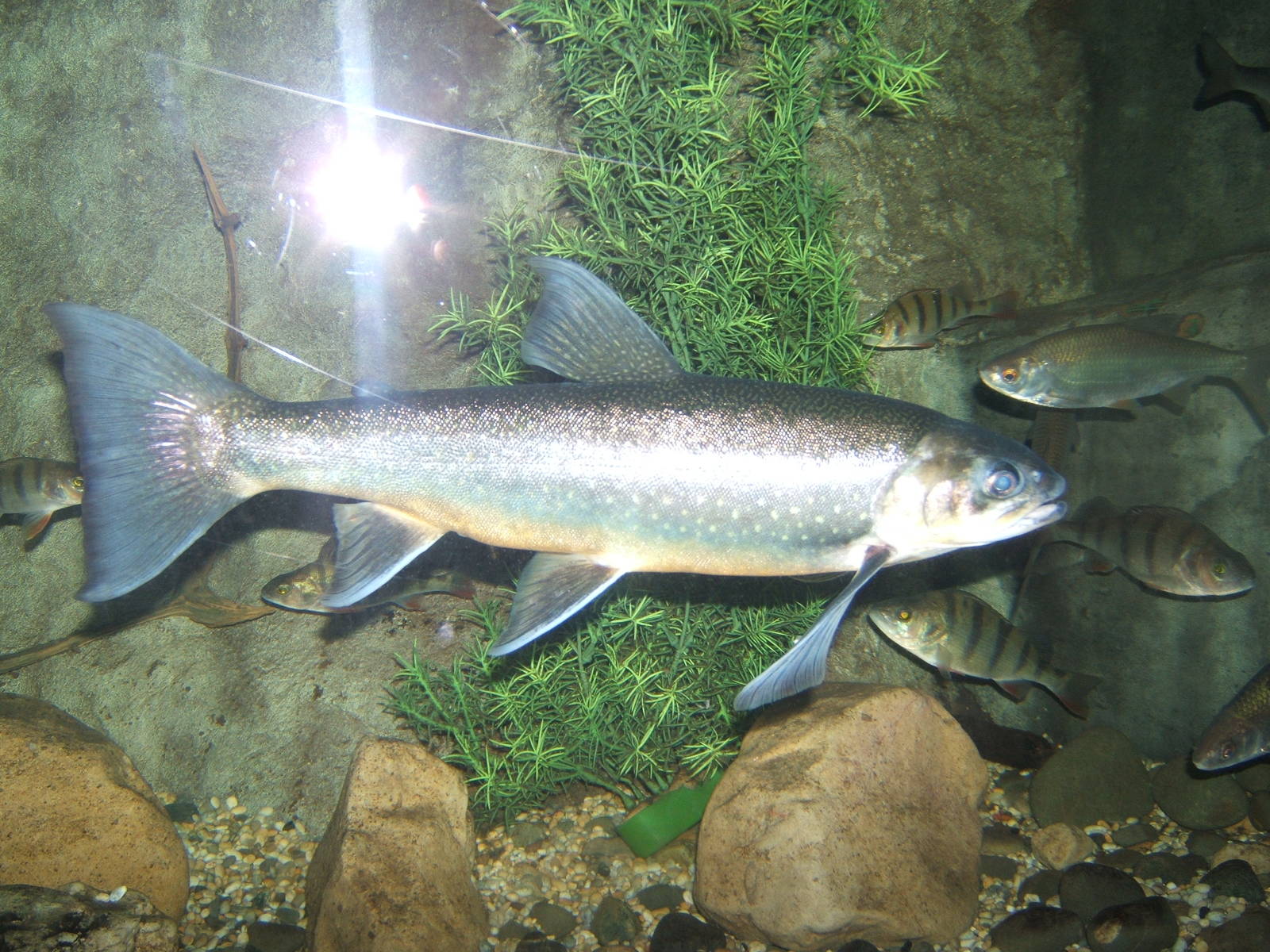 Arctic Charr (Salelinus alpinus)
