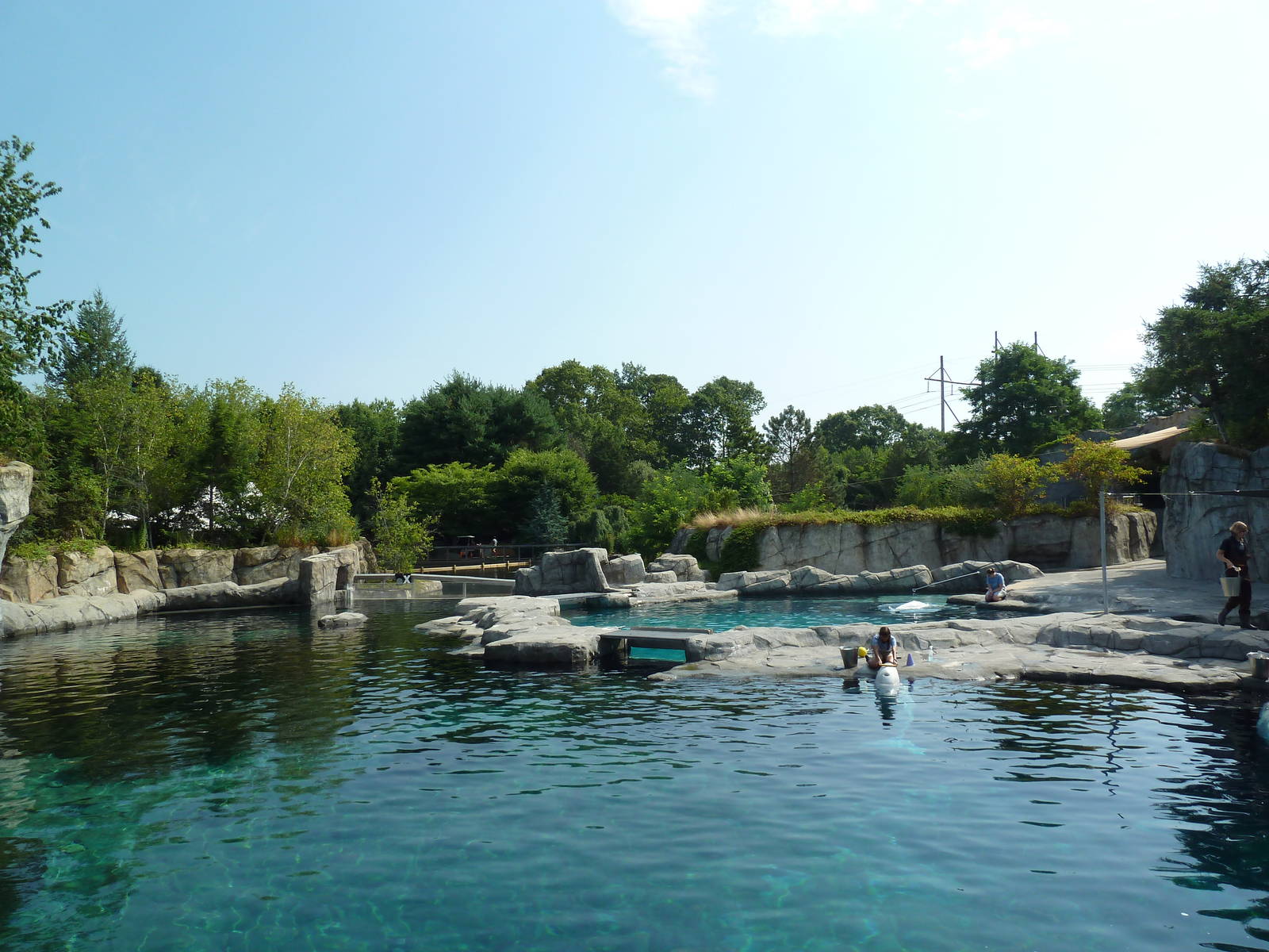 Arctic Coast - Beluga Whale Exhibit